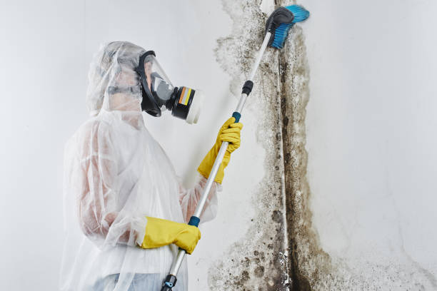 Best Post-Flood Mold Remediation in Avon Lake, OH