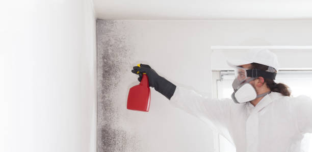 Best Attic Mold Remediation in Avon Lake, OH