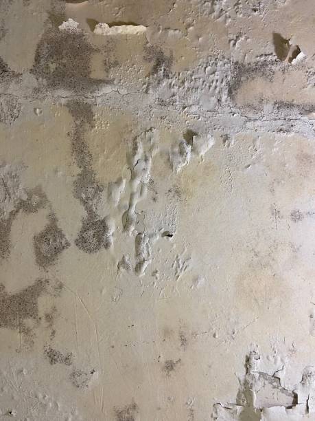 Professional Mold Remediation in Avon Lake, OH