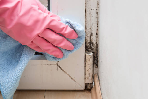 Best Basement Mold Remediation in Avon Lake, OH