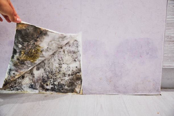 Best Residential Mold Remediation in Avon Lake, OH